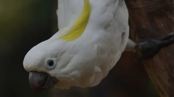 Cacatua Branca e a Criançada: Curiosidades Divertidas Sobre a Ave Mais Esperta e Afetuosa da Casa